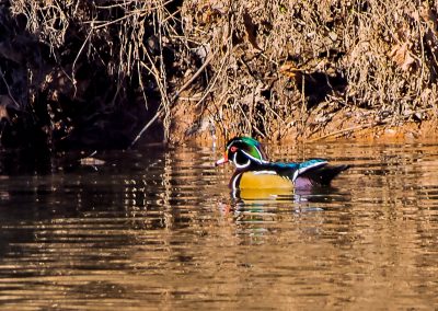 Wood Duck