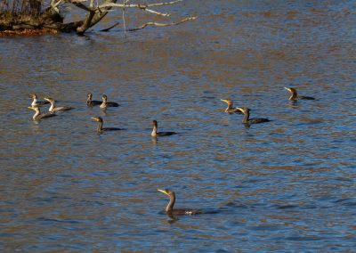 Gulp of Cormorants