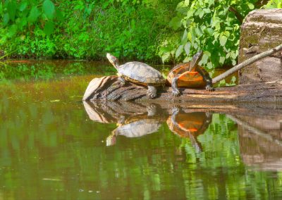 Three Turtles