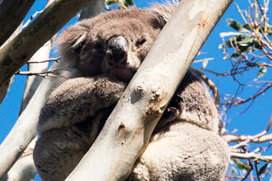 Australia