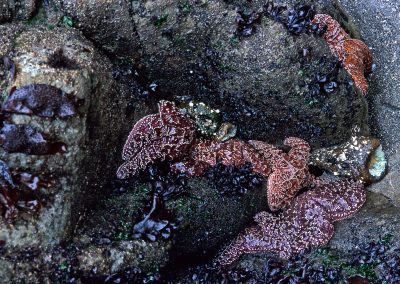 Starfishl Tidal Pool