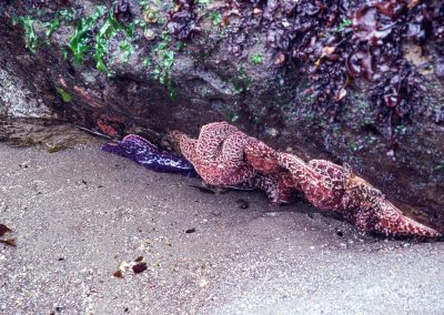 Starfish Tidal Pools