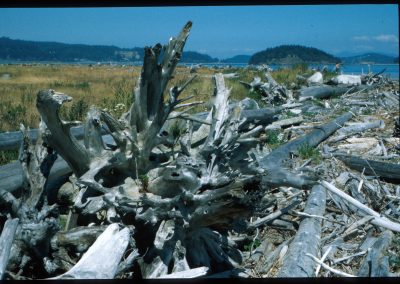 Whidbey Island Log Debris