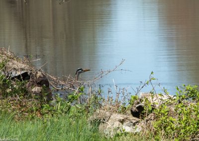 Great Blue Heron sequence 1