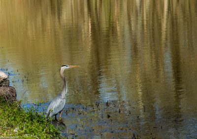 Great Blue Heron, sequence 2
