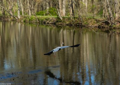 Great Blue Heron sequence 3