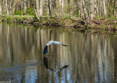 Great Blue Heron sequence 4