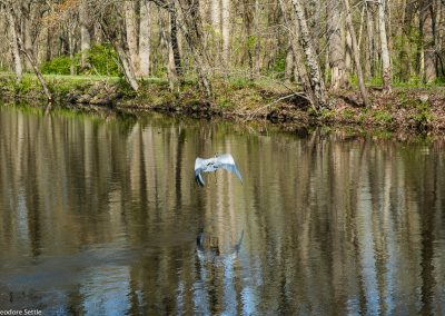 Great Blue Heron, sequence 5