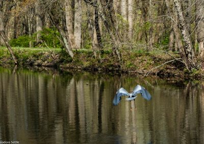 Great Blue Heron sequence 6