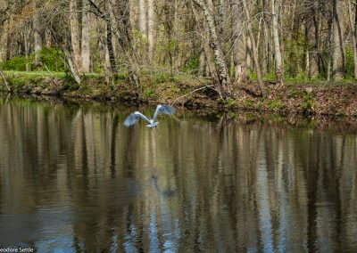 Great Blue Heron, sequence 7