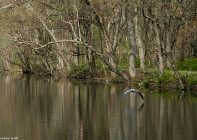 Great Blue Heron, sequence 8