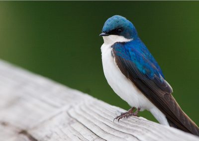 Barn Swallow