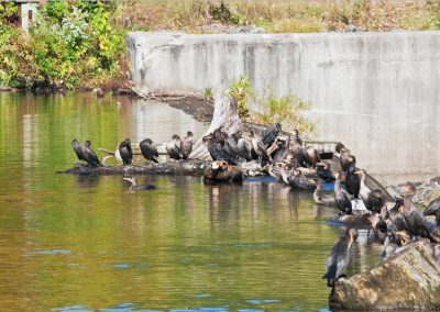 Cormorants at Carnegie Lake Dam