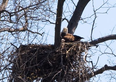 Bald Eagle Female with Fledgling
