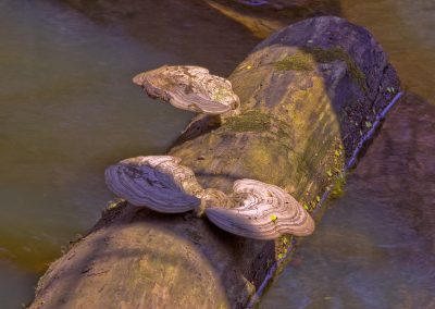 Fungus on Log in Canal