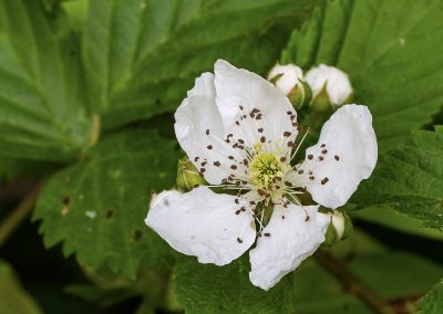 Northern Dewberry