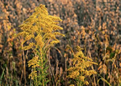 Canada Goldenrod