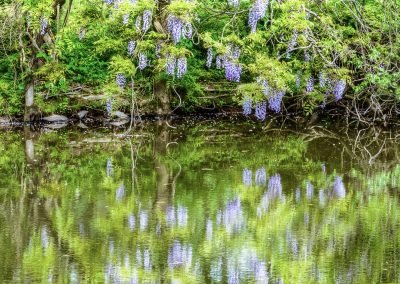 Chinese Wisteria. near Blackwells Mills