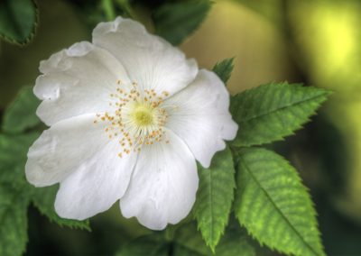 Dog Rose