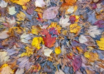 Fall Leaves D&R Canal zooming in