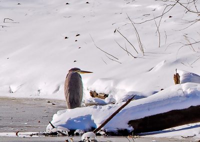 Green Heron Carnegie Lake Area