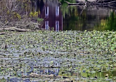 American Lotus grist Mill Reflection