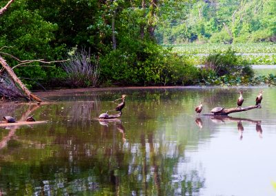 Cormorants and Turtles sharing space, Carnegie Lake