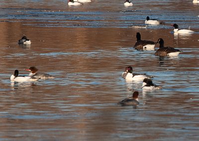 Common Merganser