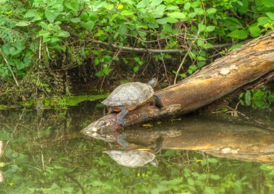 Painted Turtle Log