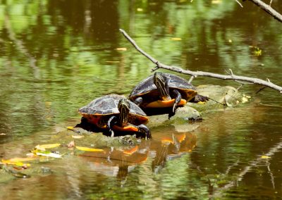 Painted Turtles