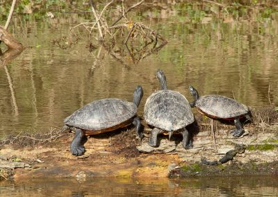 Painted Turtles Rocky Hill