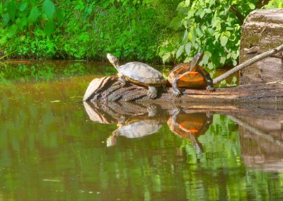 Painted Turtles