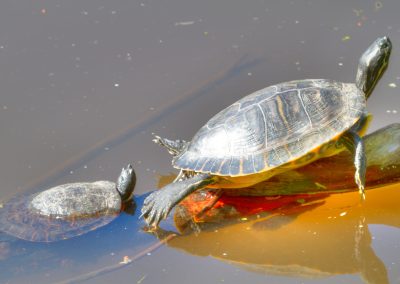 Painted Turtles
