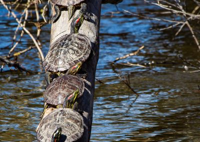 Painted Turtles log Carnegie Lake