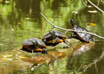Painted Turtles