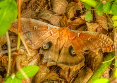 Polyphemus moth