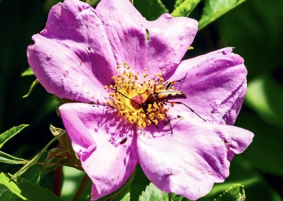 Swamp Rose