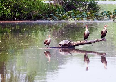 Turtle with Comorants