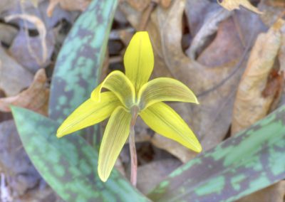 Yellow Trout Lily