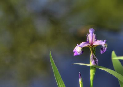 Blue Flag Iris