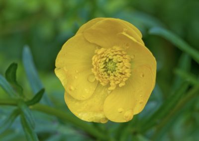 Bulbous Buttercup