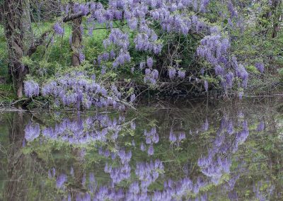 Chinese Wisteria. near Blackwells Mills