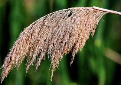 Common Reed