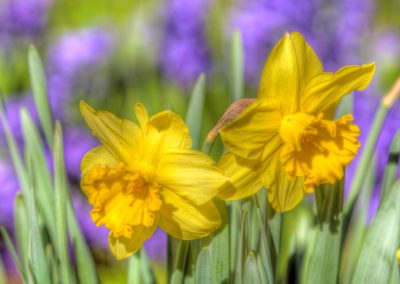 Daffocil Tete-a-tete