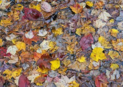 Fall Leaves D&R Canal