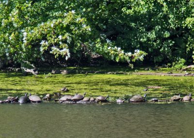 Millstone Aqeduct Turtles