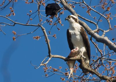 Osprey Crow Carnegie Lake