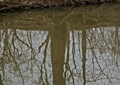Six Mile Run (Portrait) tree nd moon reflection