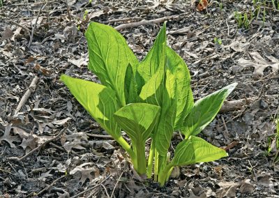 Skunk Cabbage