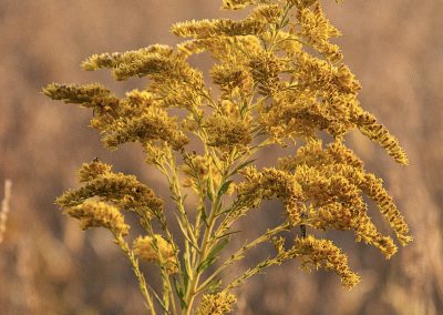 Canada Goldenrod